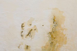 Traces de moisissures au mur